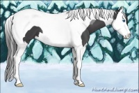 Horse Color:Smoky Black Splash Tobiano 