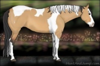 Horse Color:Bay Dun Splash Tobiano