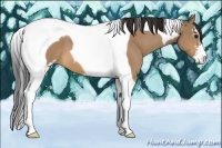 Horse Color:Bay Dun Sabino Tobiano