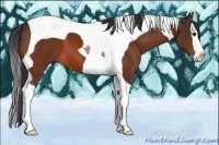 Horse Color:Bay Sabino Splash Tobiano 