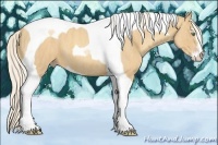 Horse Color:Gold Cream Champagne Sabino Tobiano Brindle