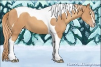 Horse Color:Gold Champagne Sabino Tobiano