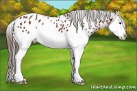 Horse Color:Bay Splash Appaloosa