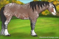 Horse Color:Bay Ice Splash 