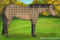 Horse Color:Plaid Bay Sabino Rabicano