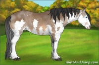Horse Color:Bay Splash