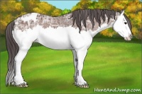 Horse Color:Bay Ice Splash Appaloosa 