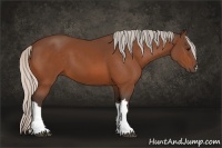 Horse Color:Silver Bay 