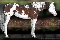Horse Color:White Spotted Bay Splash