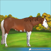 Horse Color:Chestnut Splash
