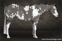 Horse Color:White Spotted Grullo Splash 