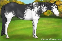 Horse Color:White Spotted Black 
