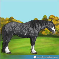 Horse Color:Black Ice 