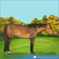 Horse Color:Buckskin 