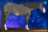 Horse Color:Grullo Sabino 