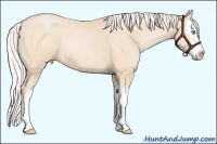 Horse Color:Silver Buckskin Pearl Sabino Splash 