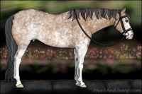 Horse Color:White Spotted Bay Dun