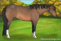Horse Color:Buckskin Roan 
