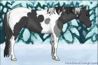 Horse Color:Smoky Black Tobiano 