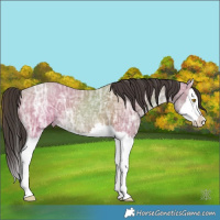 Horse Color:Amber Champagne Ice Splash 