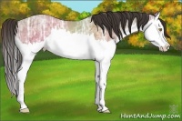 Horse Color:Amber Champagne Ice Splash 