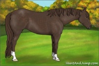 Horse Color:Liver Chestnut 
