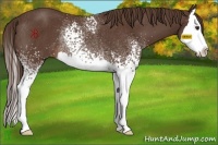 Horse Color:White Spotted Liver Chestnut Splash Rabicano