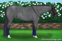 Horse Color:Blue Roan 