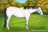 Horse Color:White Spotted Bay Roan