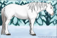 Horse Color:Black Splash Tobiano Appaloosa 