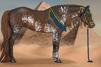 Horse Color:White Spotted Liver Chestnut  Brindle