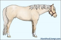 Horse Color:Silver Amber Champagne Roan Pearl