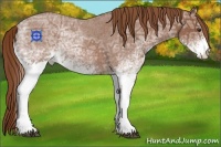 Horse Color:White Spotted Red Ice Roan 