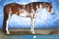 Horse Color:Gray White Spotted Bay 
