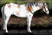 Horse Color:White Spotted Bay 