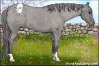 Horse Color:Grullo Roan Appaloosa