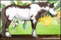 Horse Color:Liver Chestnut Frame 