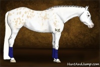 Horse Color:Palomino Roan Splash Appaloosa