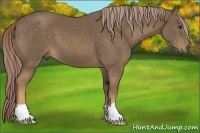 Horse Color:Chocolate Palomino 