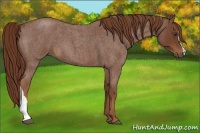 Horse Color:Red Roan