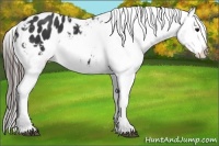 Horse Color:Black Appaloosa Rabicano 