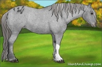 Horse Color:Black Appaloosa Rabicano