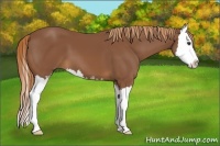 Horse Color:Chestnut Sabino Splash