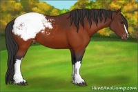 Horse Color:Brown Appaloosa
