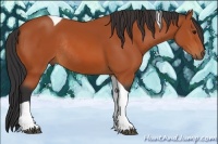 Horse Color:Bay Tobiano Rabicano 