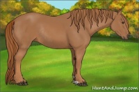 Horse Color:Chestnut Rabicano 