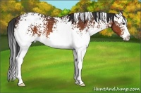 Horse Color:White Spotted Bay Splash Rabicano
