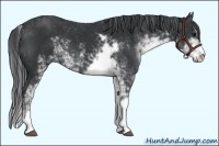 Horse Color:Black Sabino