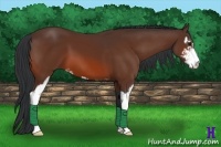 Horse Color:Bay Sabino 