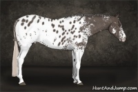 Horse Color:White Spotted Silver Black Appaloosa 